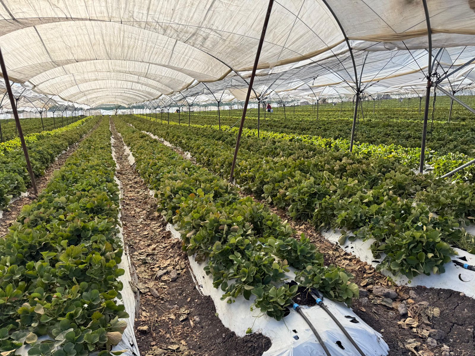 Productores de berries tendrán acceso a créditos de más de un mdp: Sader