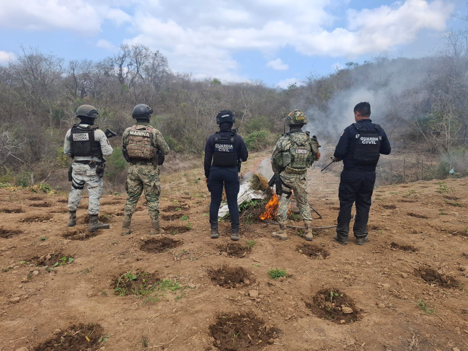 Fuerzas estatales y federales destruyen sembradío de marihuana en Arteaga