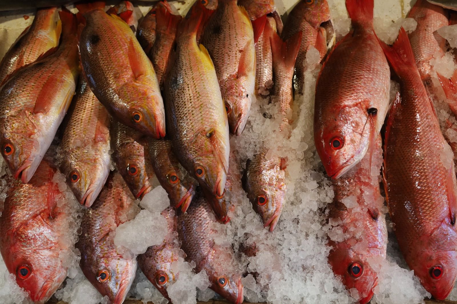 SSM activa operativo de Cuaresma; vigilará venta de pescados y mariscos SSM activa operativo de Cuaresma; vigilará venta de pescados y mariscos