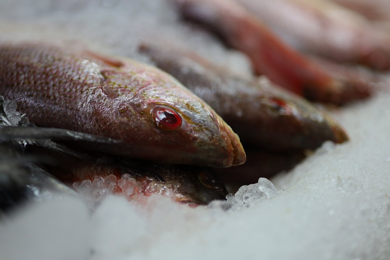 SSM llama a extremar precauciones en el consumo de pescados y mariscos