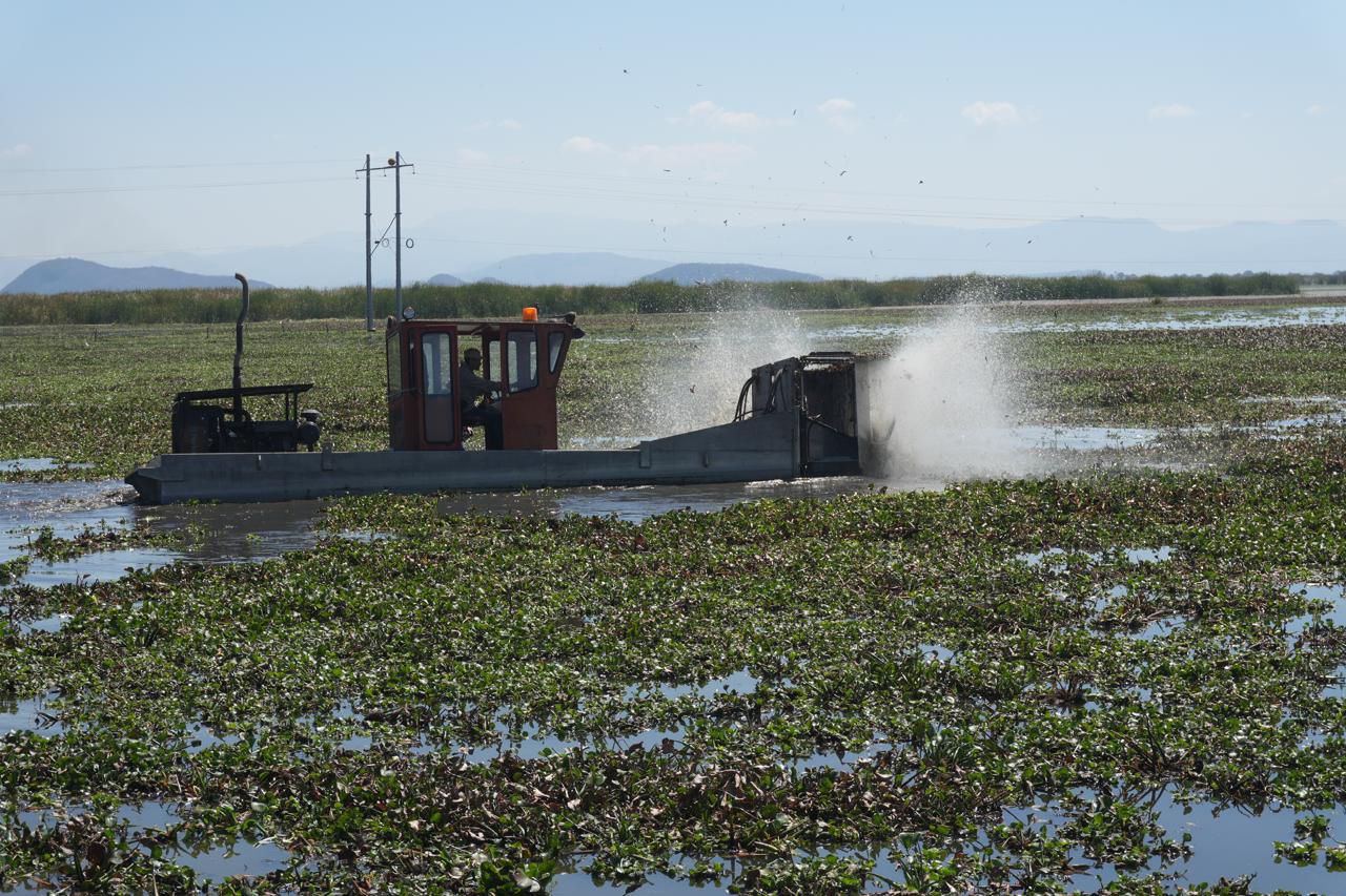 Michoacán rehabilitará 60 hectáreas del lago de Cuitzeo