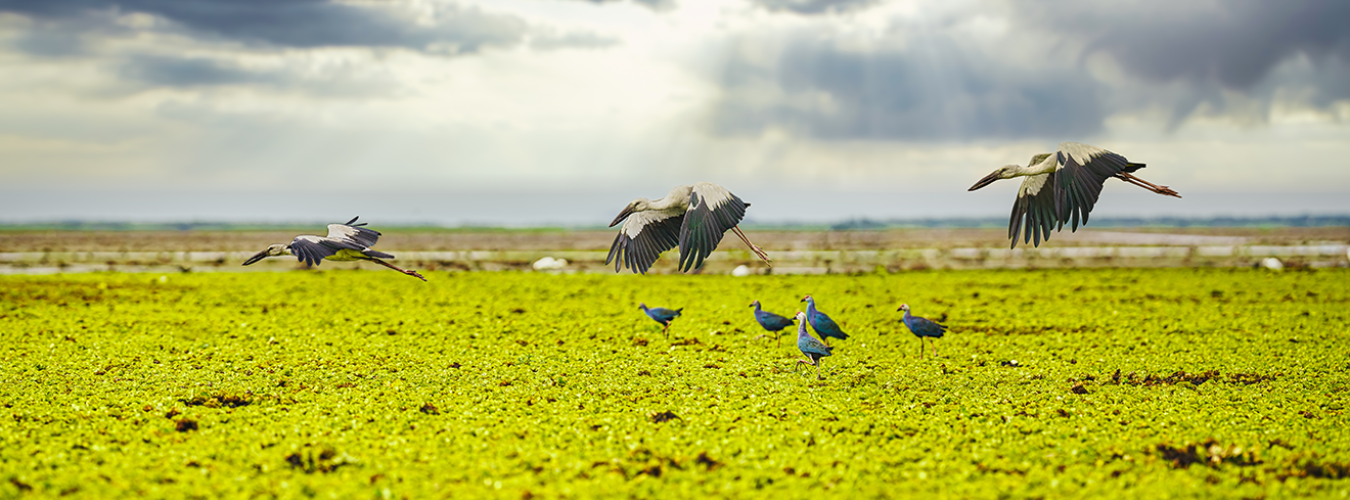 Hoy, Día Mundial de los Humedales