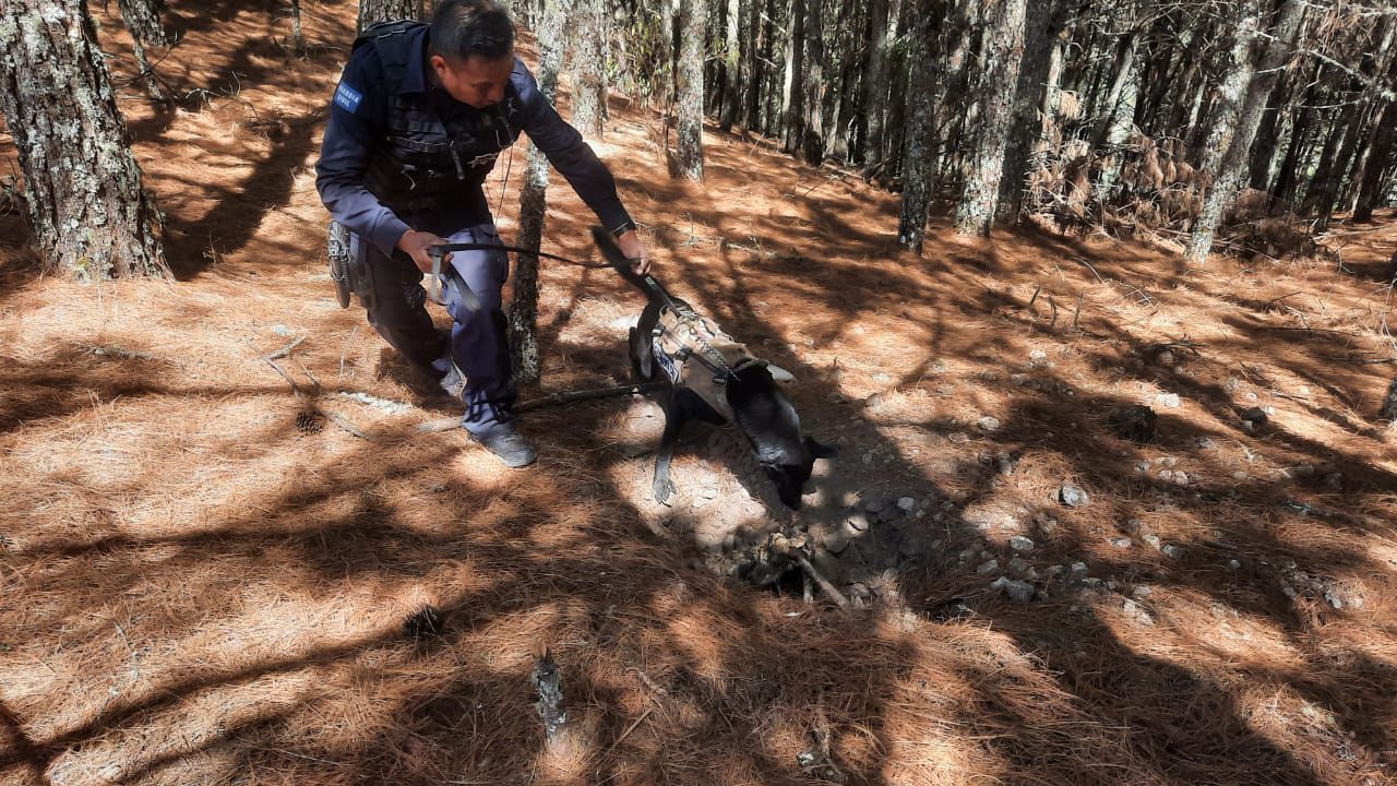 Localizan e inhabilitan campamento clandestino en Queréndaro: SSP