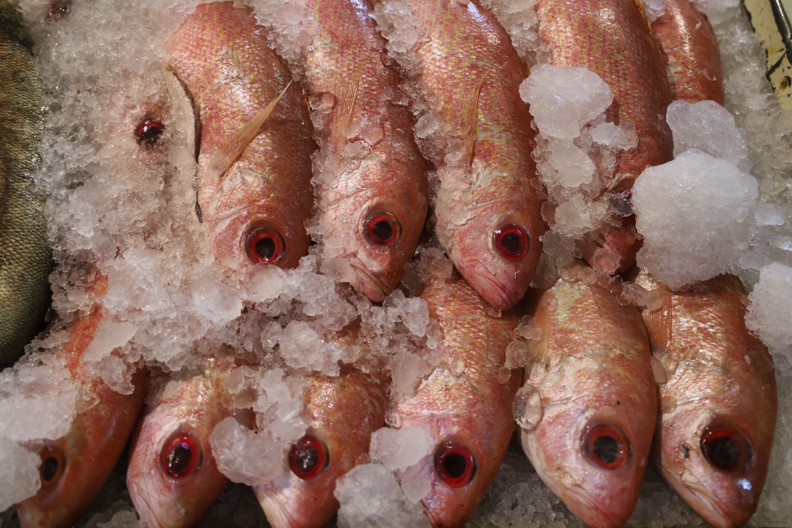 SSM emite recomendaciones para el manejo y descongelación segura de mariscos