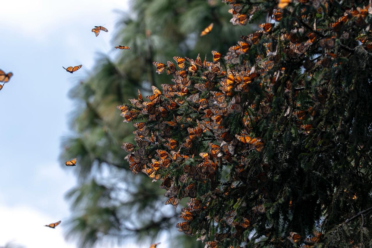 Guardián Forestal, escudo de la Mariposa Monarca en Michoacán: Secma