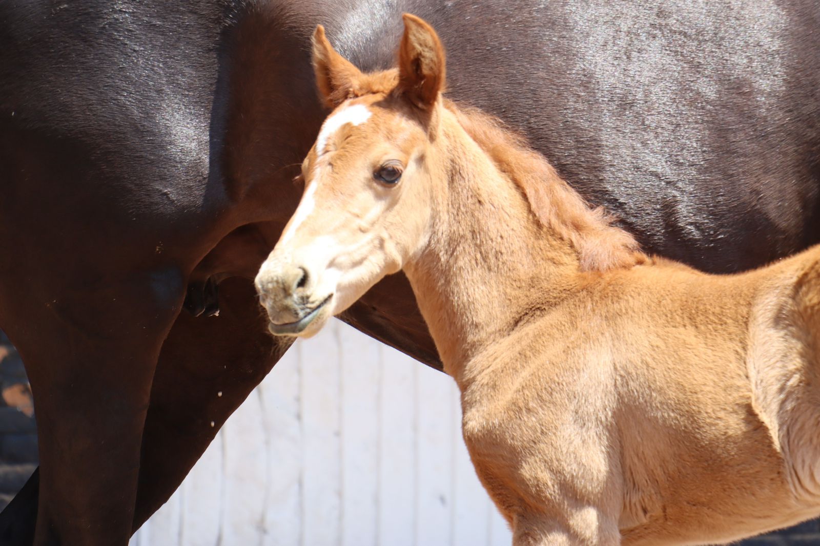 Agrupamiento de equinos de la Guardia Civil tiene nueva integrante: la potranca Atenea