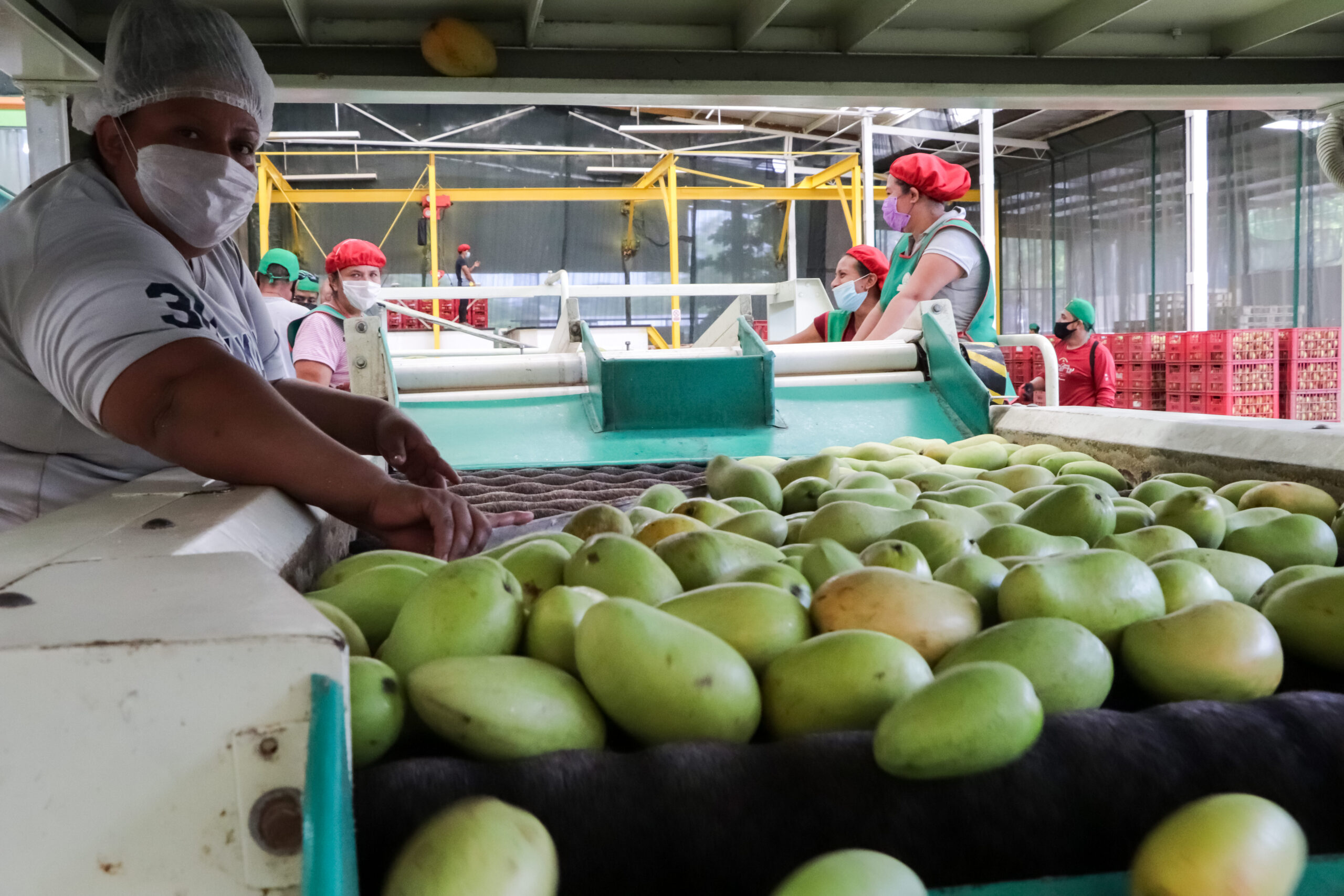 Se mantiene exportación de mango mexicano hacia Estados Unidos