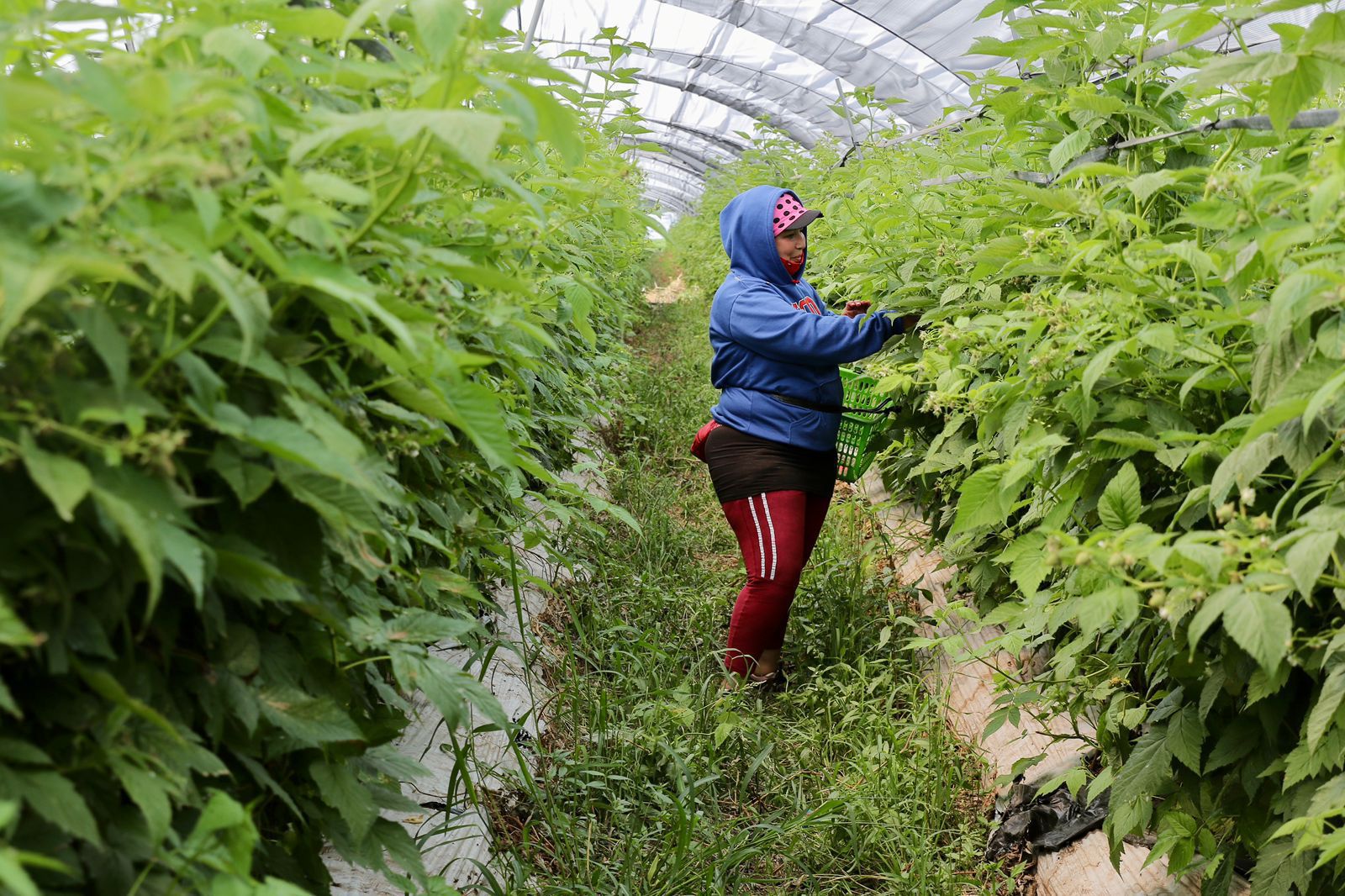 Apoyados en Michoacán más de 88 mil productores del campo: ARB Apoyados en Michoacán más de 88 mil productores del campo: ARB