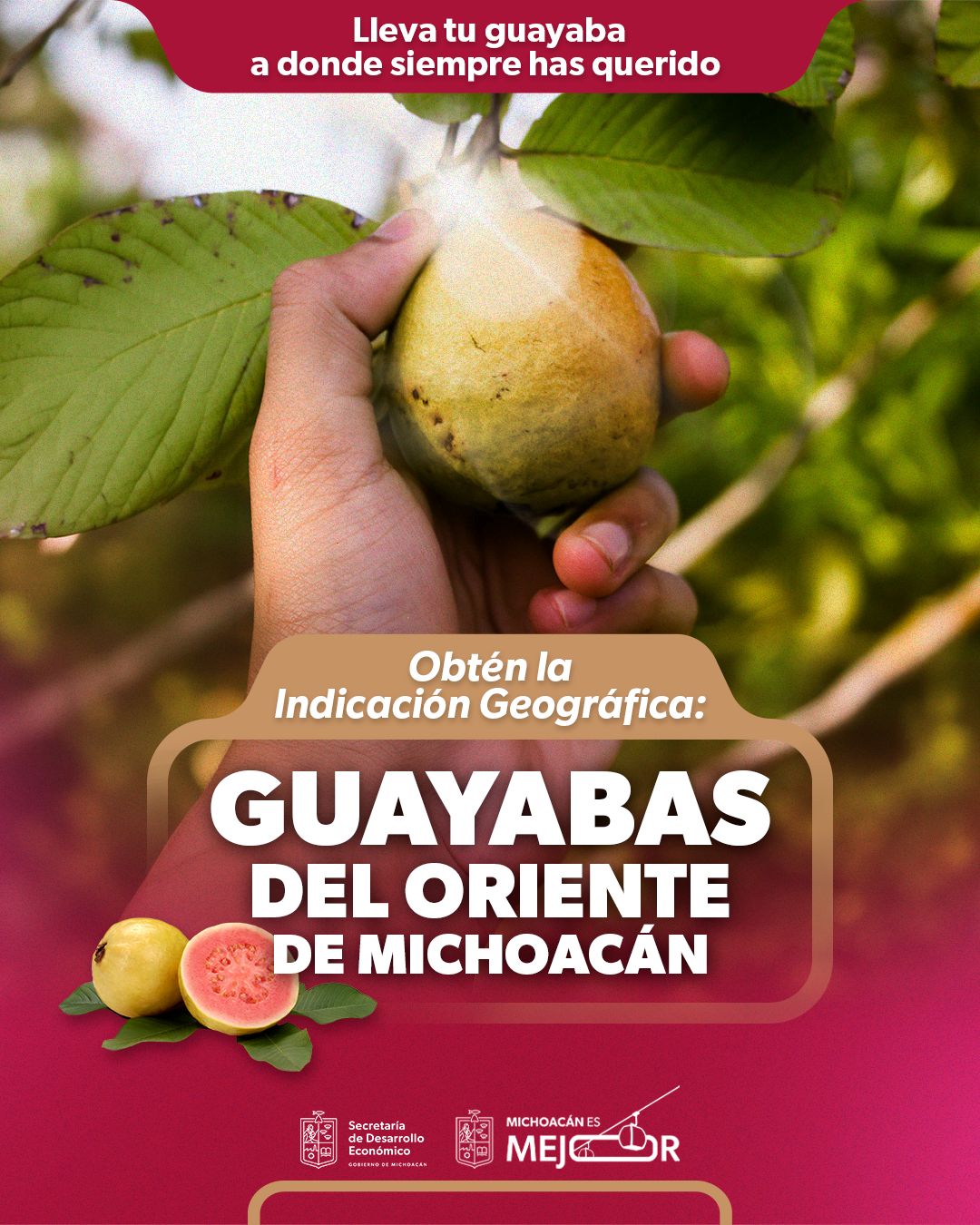 Indicación Geográfica, el sello que le da valor extra a la guayaba michoacana Indicación Geográfica, el sello que le da valor extra a la guayaba michoacana