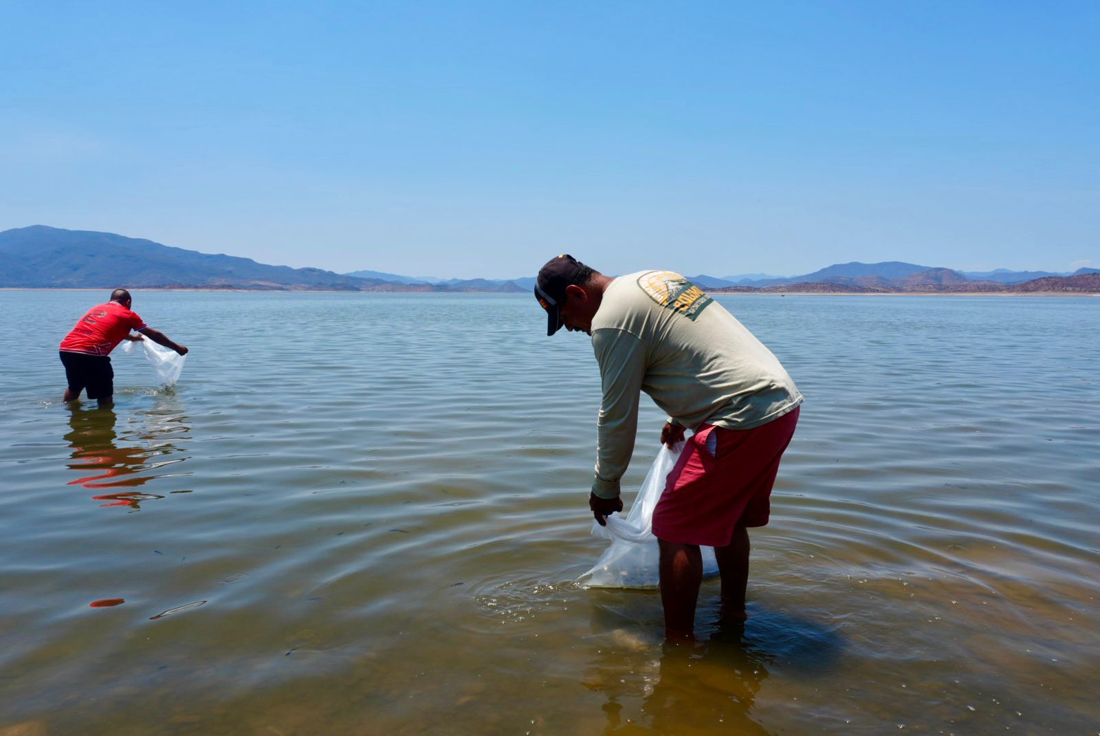 Siembra Compesca 150 mil tilapias para impulsar la economía en Churumuco
