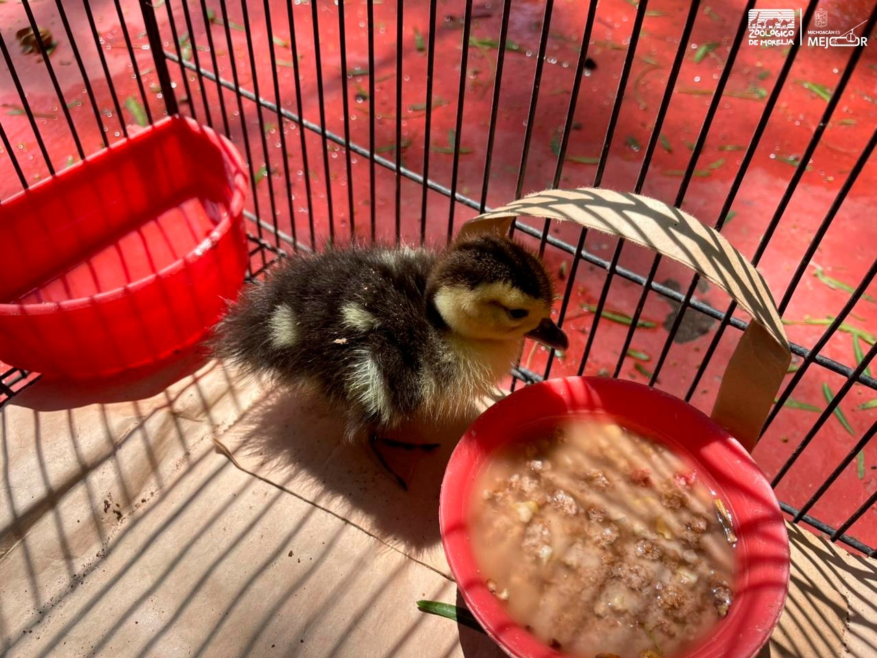 Llama Zoológico de Morelia a respetar la fauna silvestre