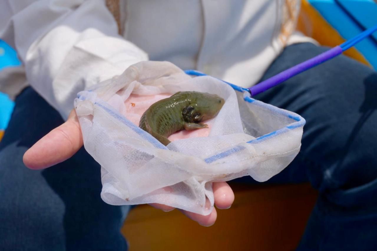 Gobierno de Michoacán siembra mil ejemplares de achoque en el lago de Pátzcuaro Gobierno de Michoacán siembra mil ejemplares de achoque en el lago de Pátzcuaro