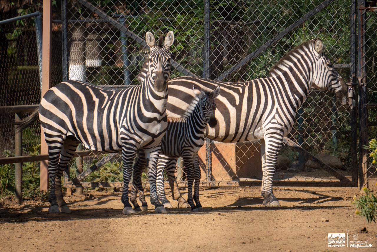 Nace cebra de Grant en el Zoológico de Morelia