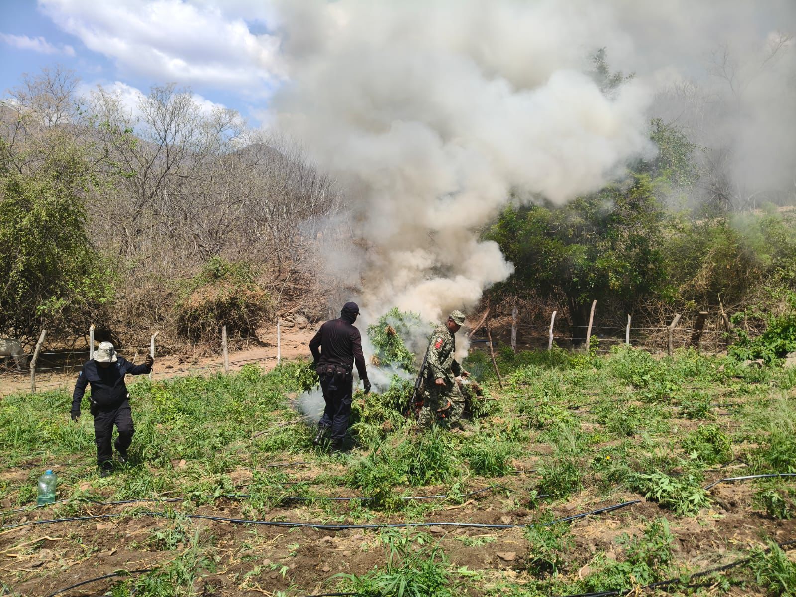 SSP y Defensa incineran 12 mil 600 plantas de mariguana