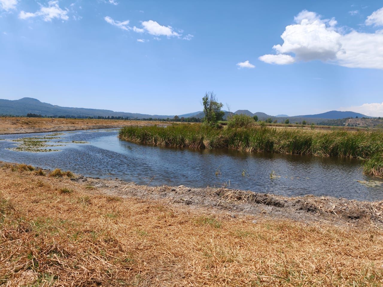 Hallazgo de tres nuevos manantiales consolidan rescate del lago de Pátzcuaro: ARB