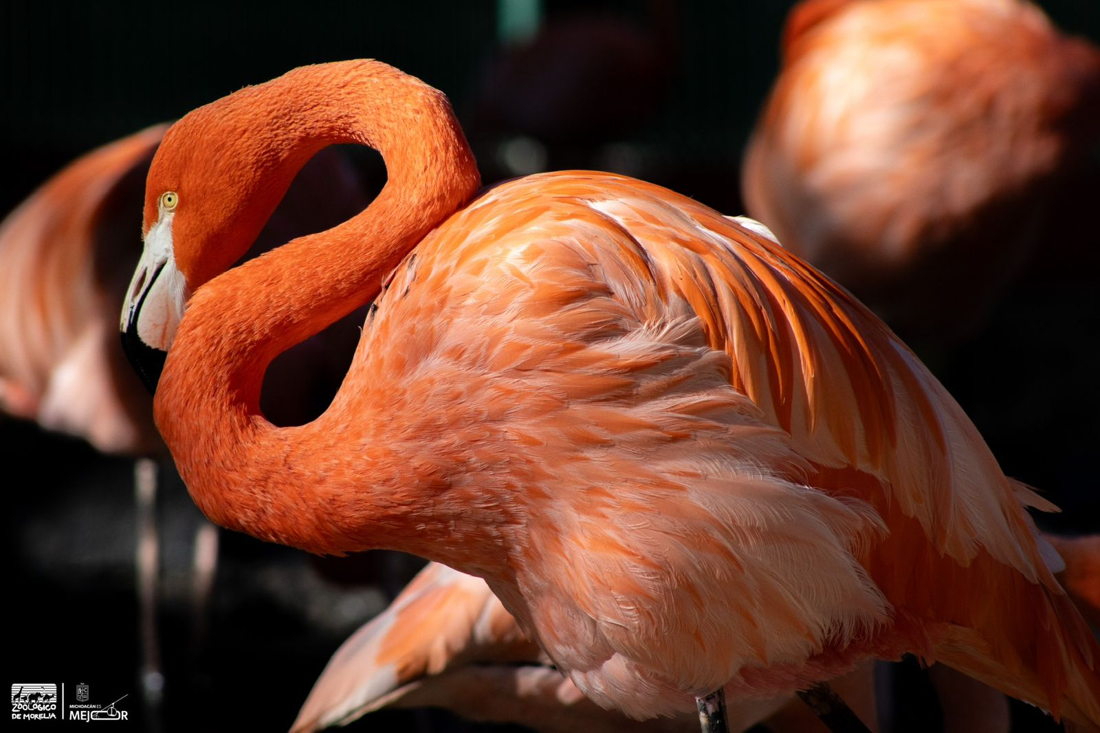 Más de 70 flamencos engalanan el Zoológico de Morelia