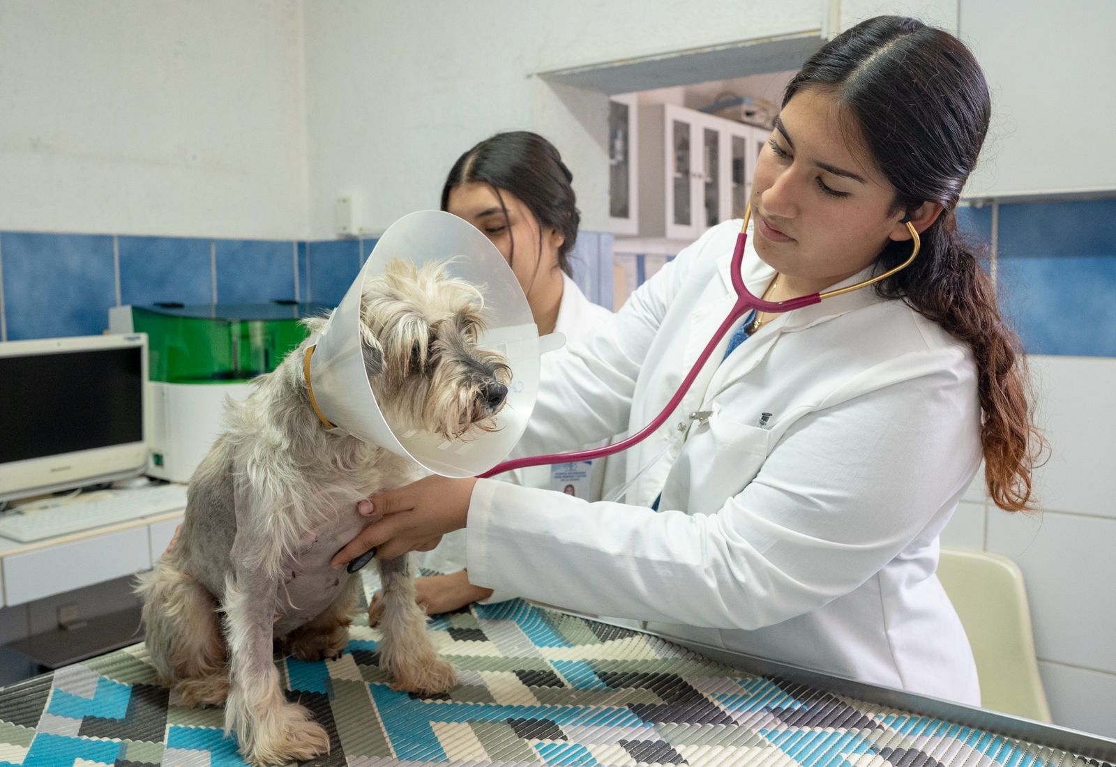 Licenciatura en medicina veterinaria y zootecnia busca refrendar su calidad; está en proceso de reacreditación