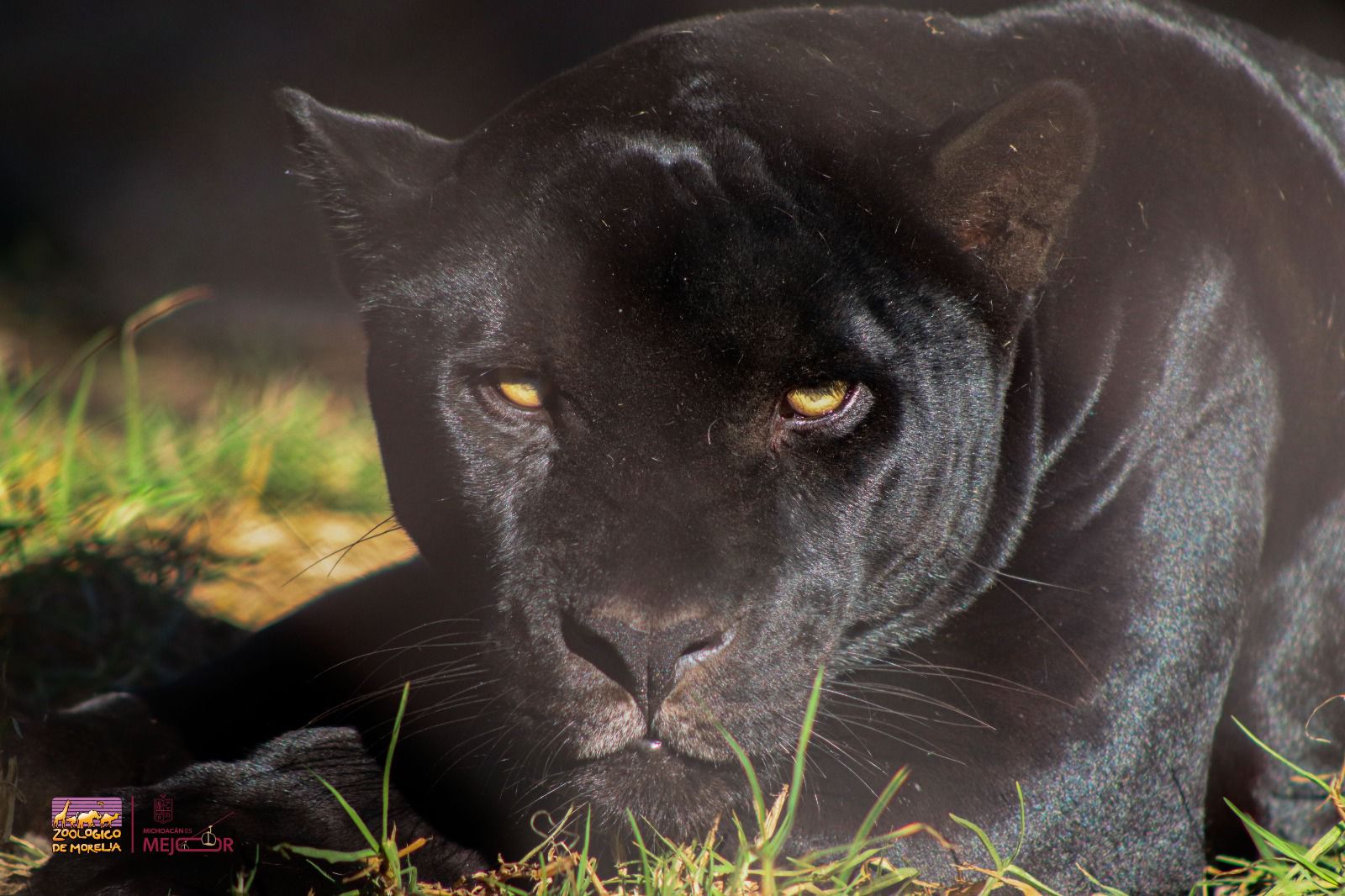 A correr por el jaguar: Zoológico de Morelia será sede de esta carrera con causa