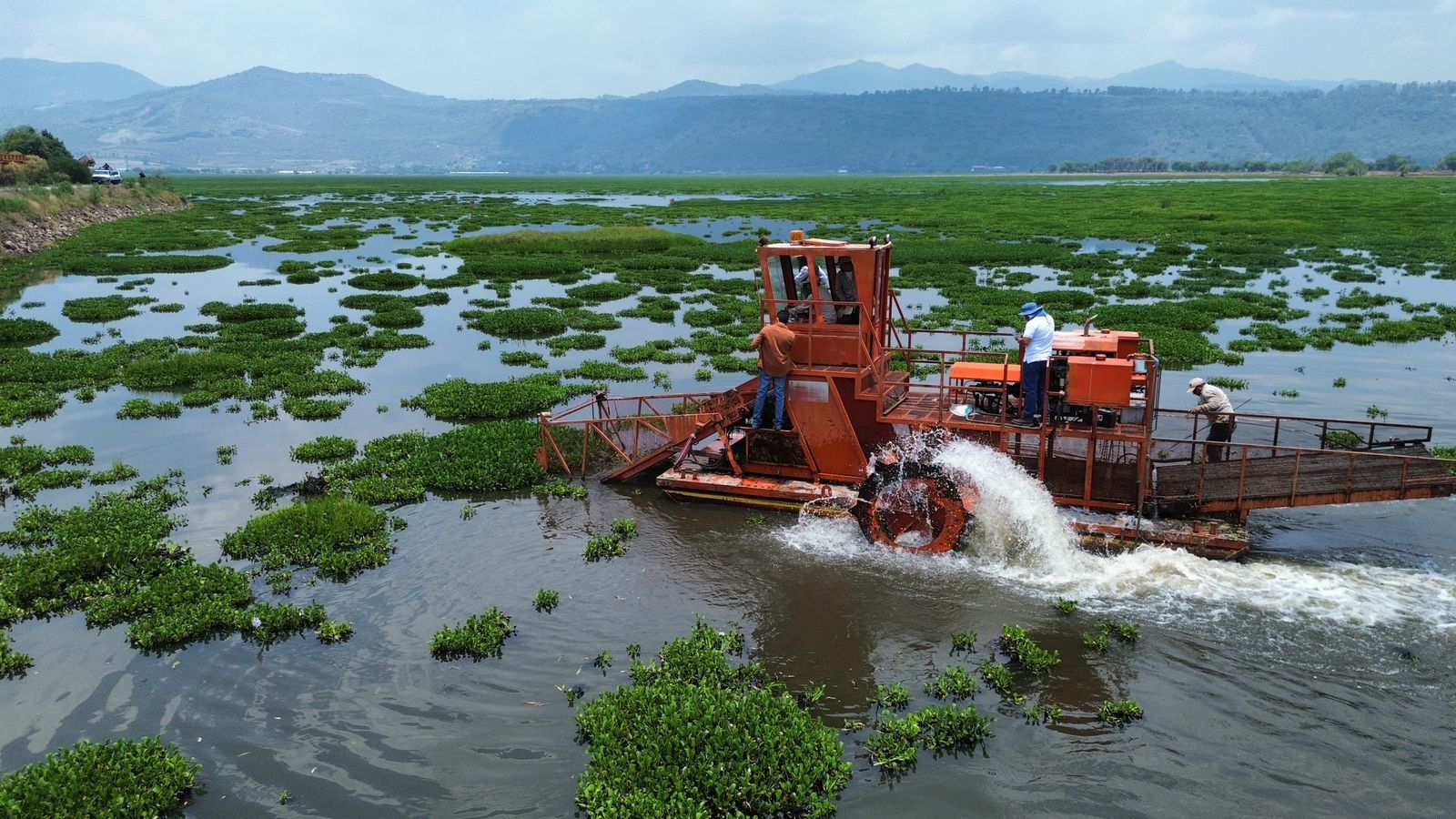 Arranca limpieza en la presa Malpaís para combatir el lirio acuático y proteger el agua: ARB