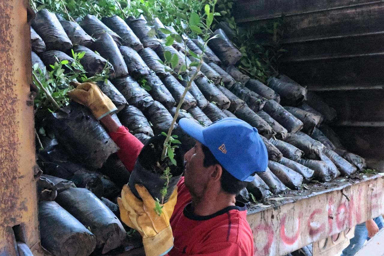 Impulso histórico al limón michoacano; avanza renovación de huertas en Tierra Caliente Impulso histórico al limón michoacano; avanza renovación de huertas en Tierra Caliente