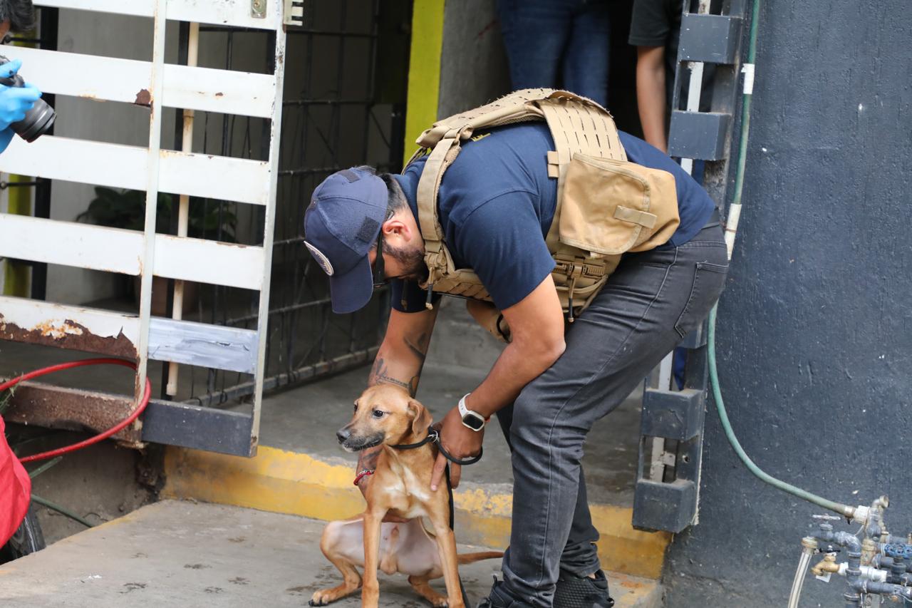 FGE rescata a cuatro perros víctimas de maltrato y abandono en Villas del Pedregal