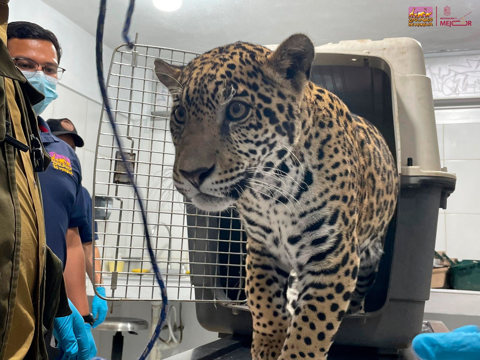 Zoológico de Morelia resguardará a jaguar asegurado por autoridades en Zitácuaro