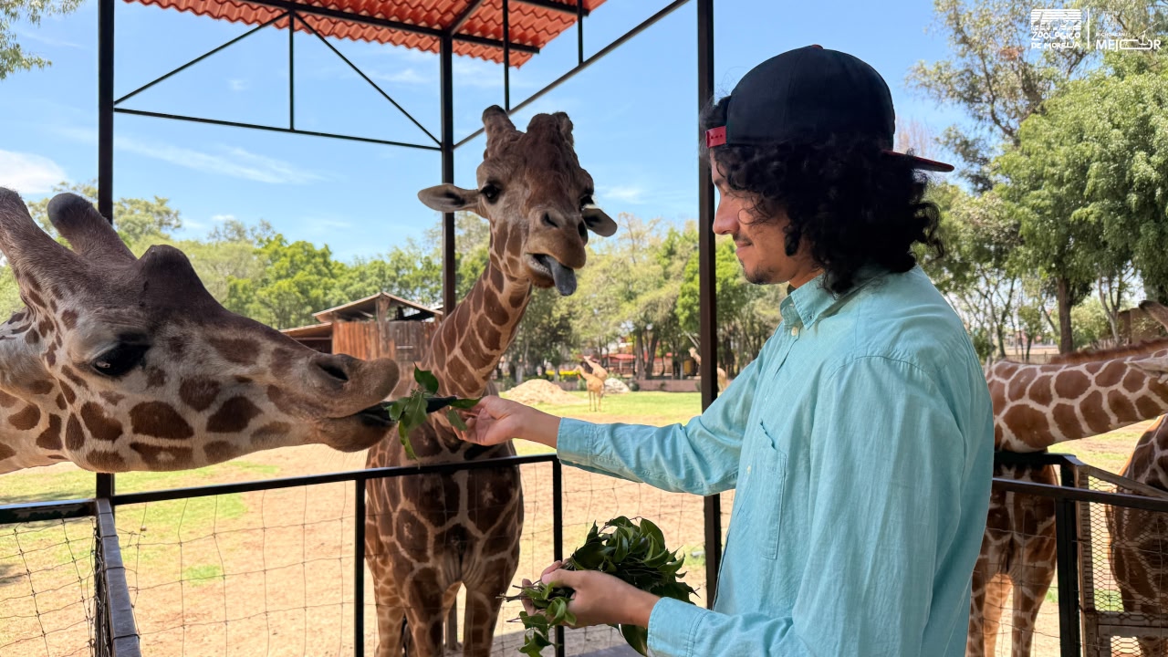 “Contando manchas”: una experiencia para conocer y alimentar jirafas en el Zoológico de Morelia “Contando manchas”: una experiencia para conocer y alimentar jirafas en el Zoológico de Morelia