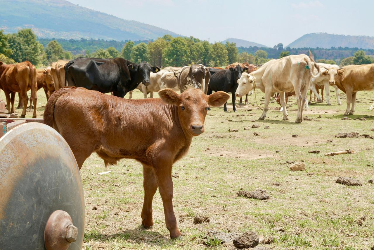 Fortalece Agricultura acciones para prevenir y tratar casos de gusano barrenador en Ciudad de México