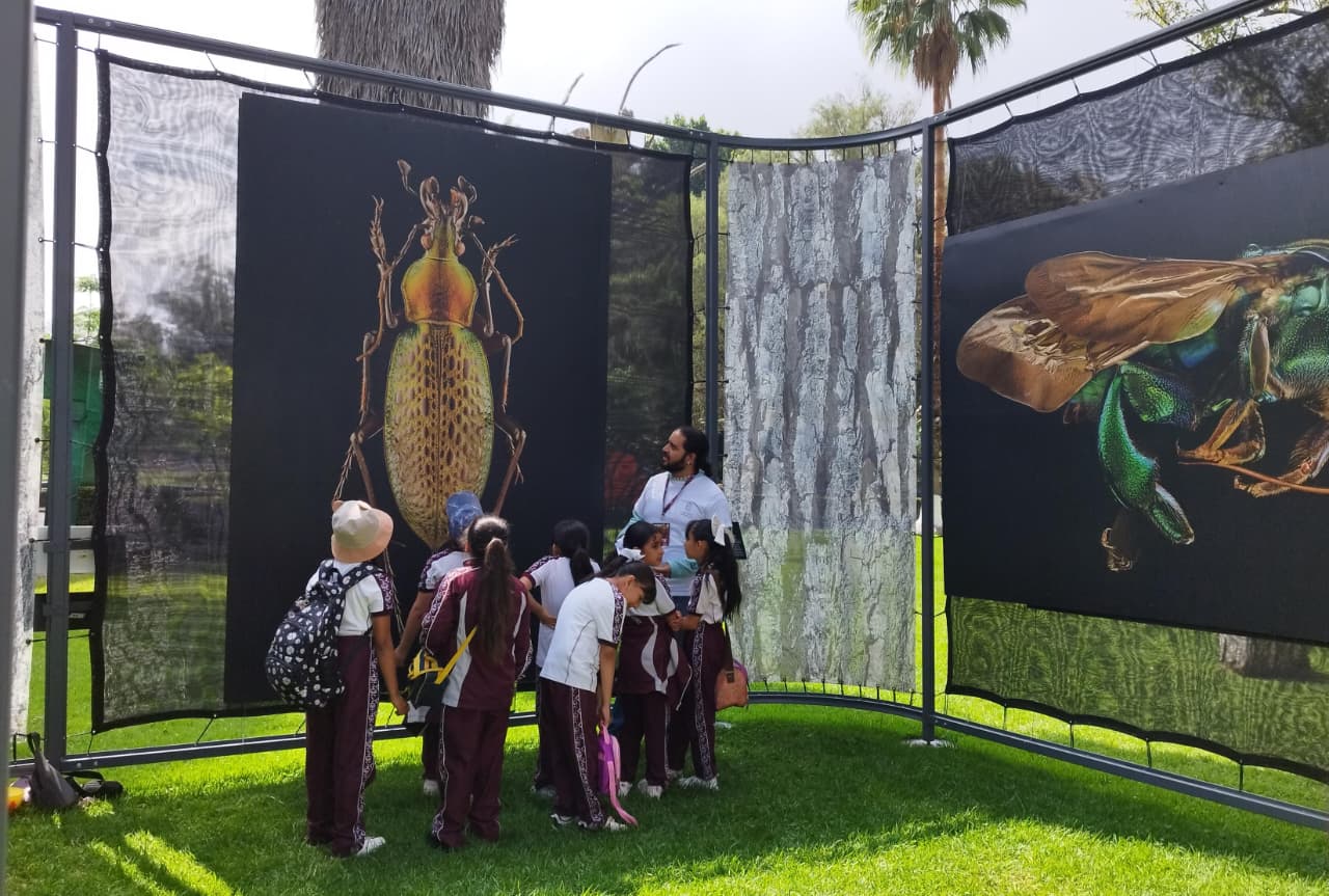 Invita SEE a la exposición Insectus en el Zoológico de Morelia