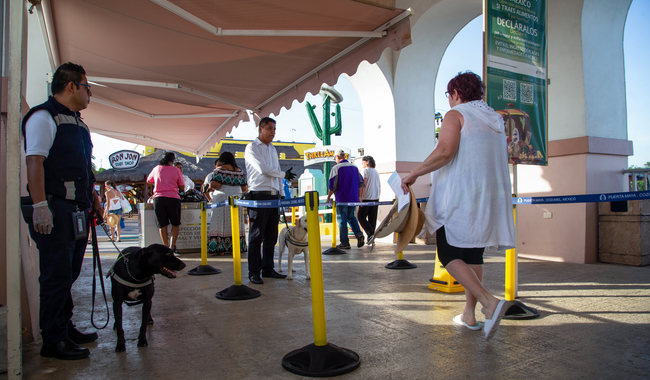 Senasica refuerza inspección a más de 5 millones de turistas que visitan México durante la Copa Mundial Senasica refuerza inspección a más de 5 millones de turistas que visitan México durante la Copa Mundial