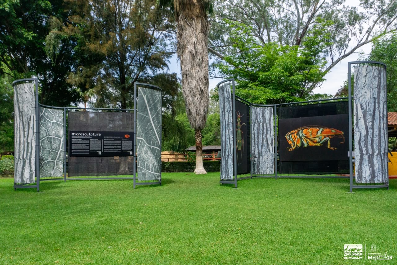 Últimos días para visitar exposición fotográfica “Insectus” en el Zoológico de Morelia