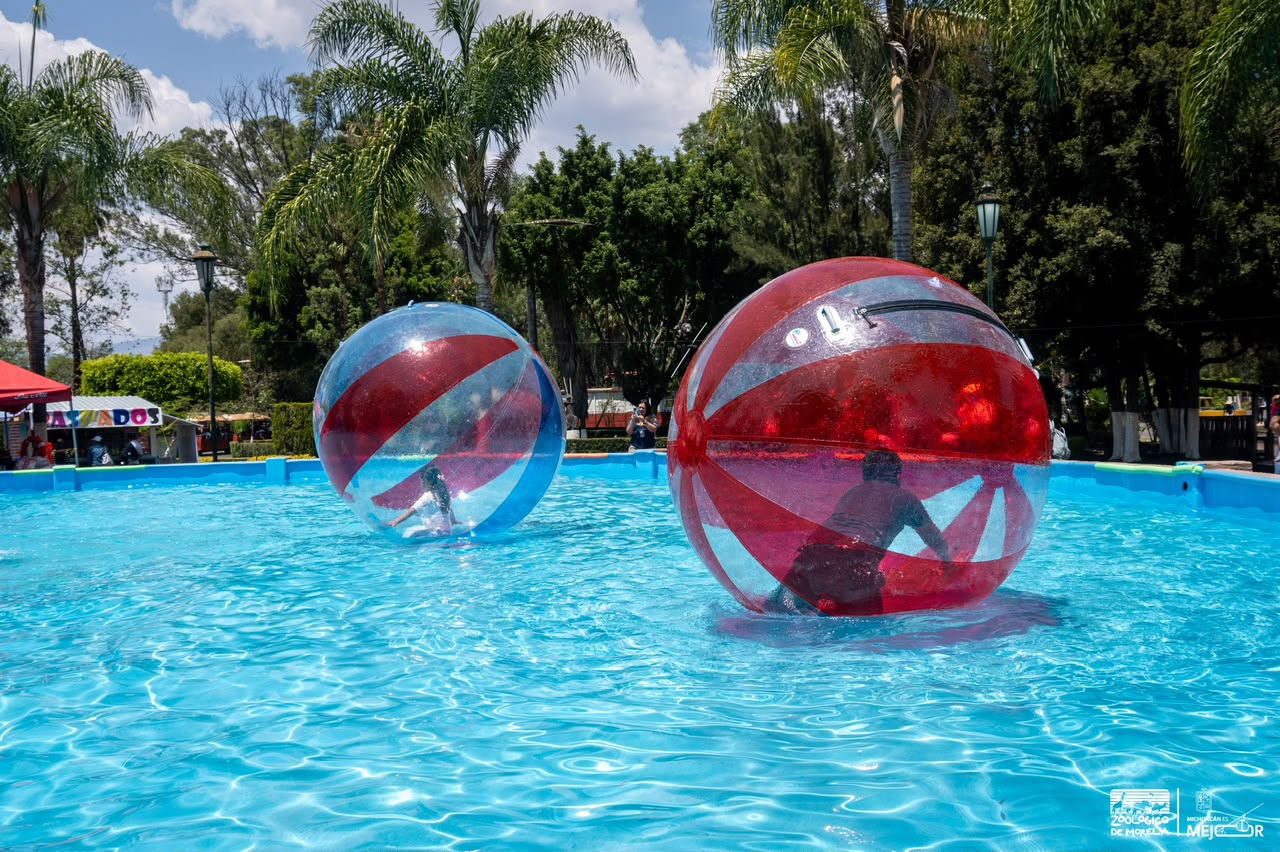Vive un verano divertido con las burbujas y rodillos acuáticos del Zoológico de Morelia Vive un verano divertido con las burbujas y rodillos acuáticos del Zoológico de Morelia
