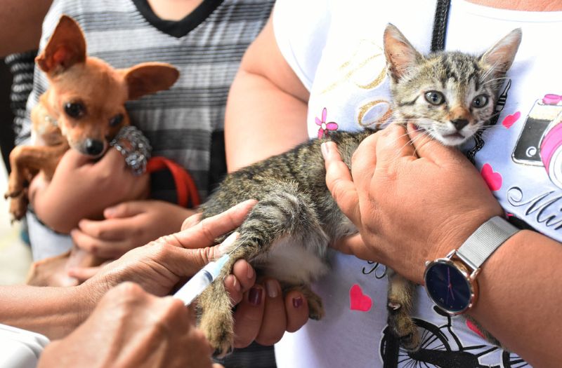 SSM llama a reforzar prevención en el hogar por el Día Mundial de las Zoonosis