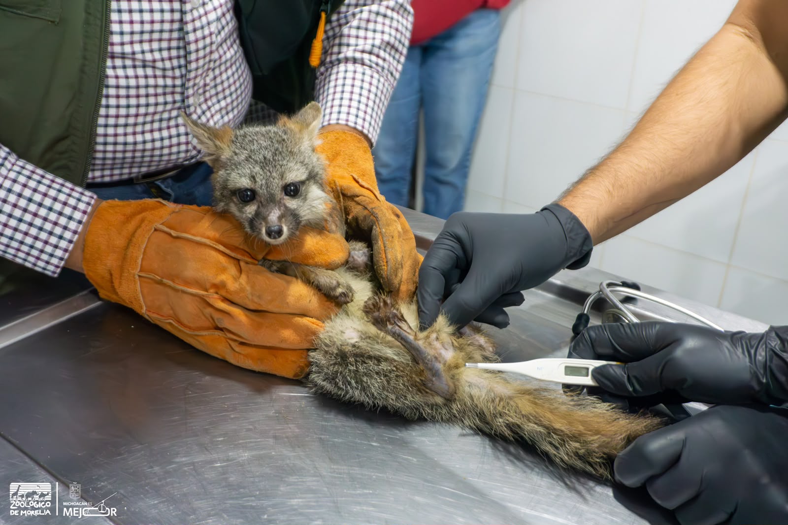 Zoológico de Morelia recibe a zorro gris rescatado por Profepa Zoológico de Morelia recibe a zorro gris rescatado por Profepa
