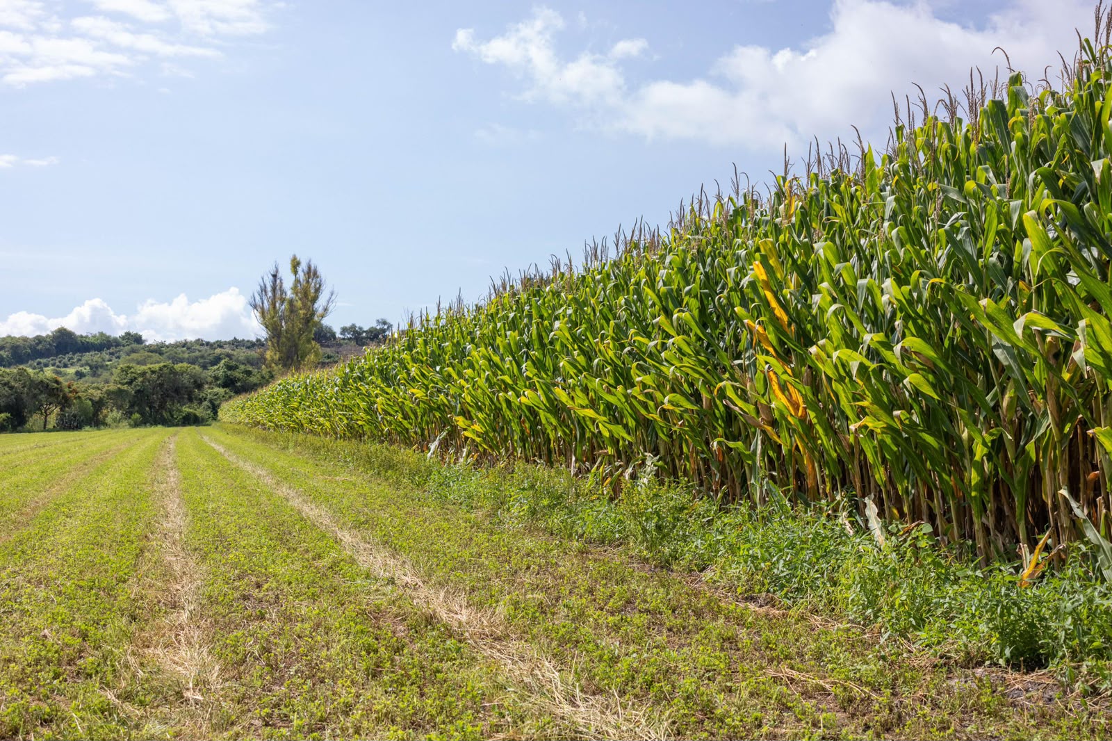 Más de 482 mdp para el campo; avanza pago a productores de maíz en Michoacán Más de 482 mdp para el campo; avanza pago a productores de maíz en Michoacán