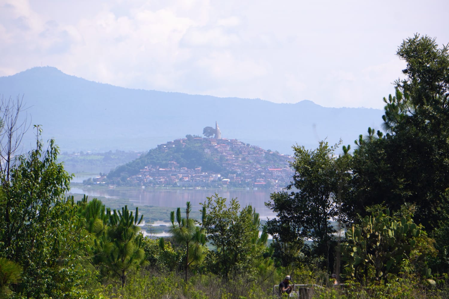 Reforestación en Michoacán, clave para la recuperación de ecosistemas y recursos hídricos