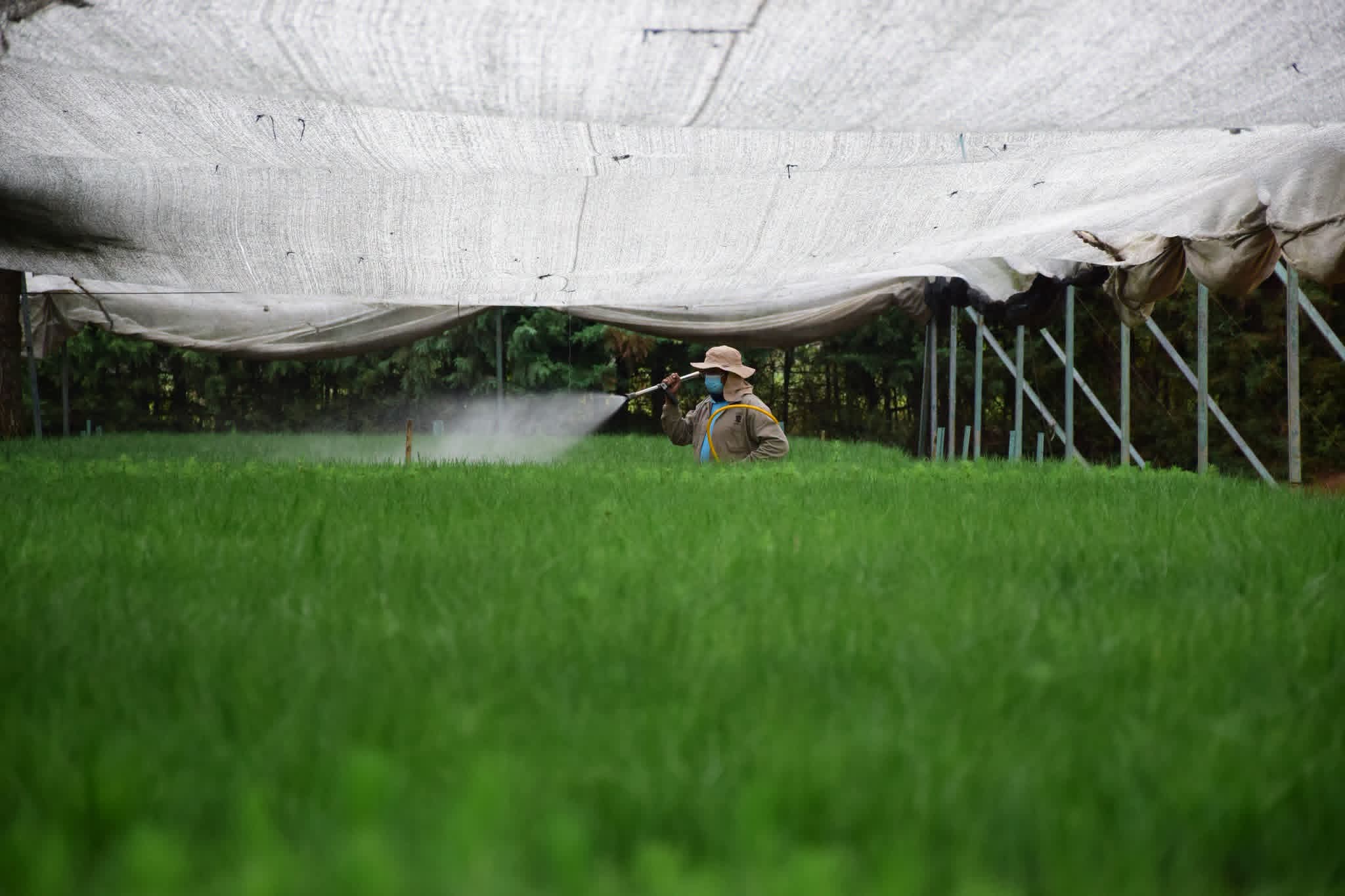 Produce Michoacán 10 millones de árboles nativos por segundo año consecutivo