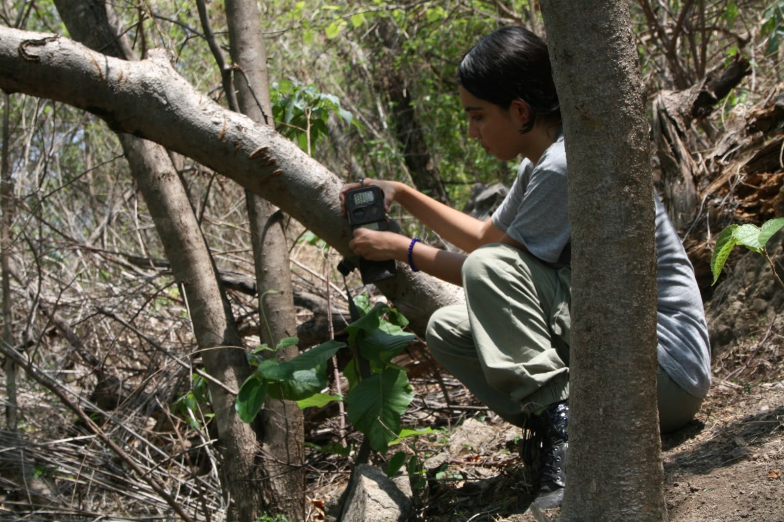 Desde pumas hasta venados; cámaras trampa captan la vida silvestre en bosques de Michoacán Desde pumas hasta venados; cámaras trampa captan la vida silvestre en bosques de Michoacán