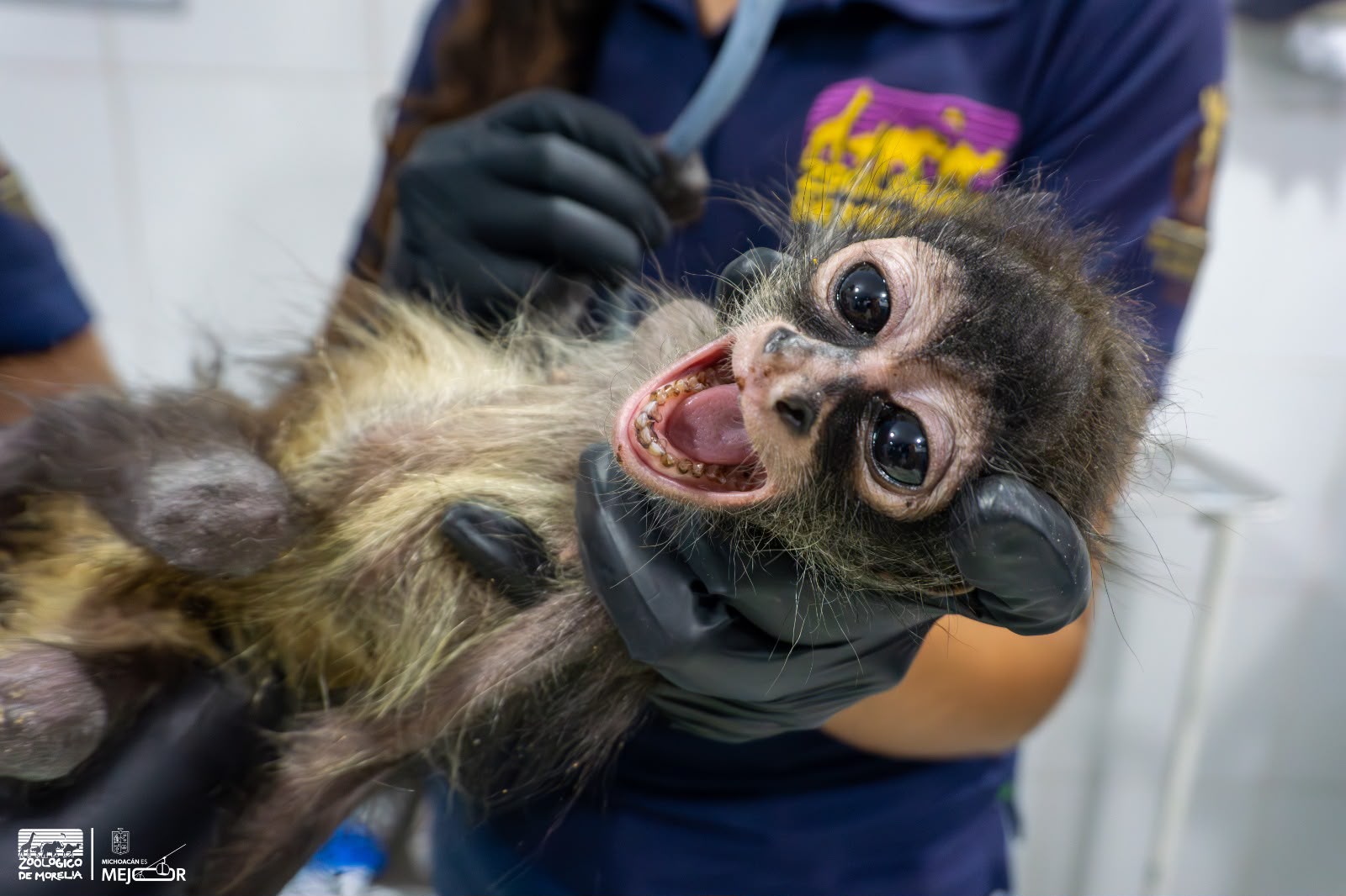 Con personal especializado, Zoológico de Morelia brinda atención a mono araña rescatado por Profepa Con personal especializado, Zoológico de Morelia brinda atención a mono araña rescatado por Profepa