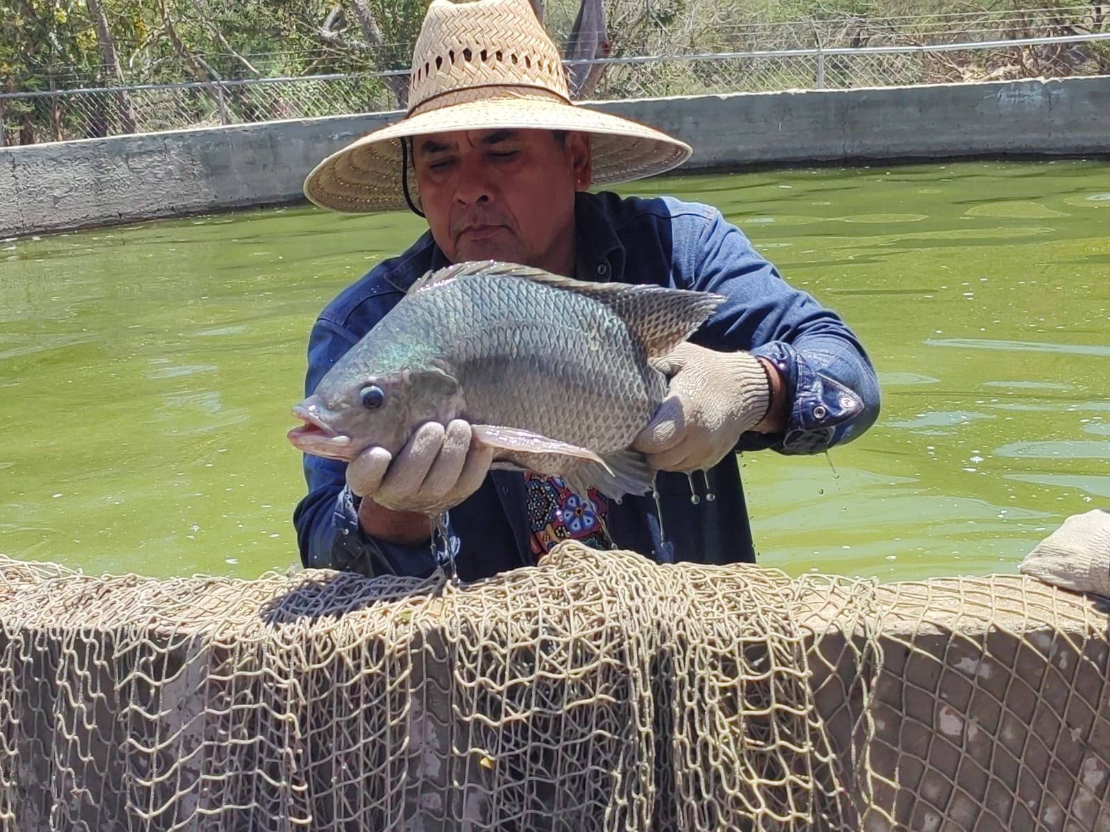 Centro de reproducción de tilapia en Michoacán produce 6 millones de crías al año Centro de reproducción de tilapia en Michoacán produce 6 millones de crías al año