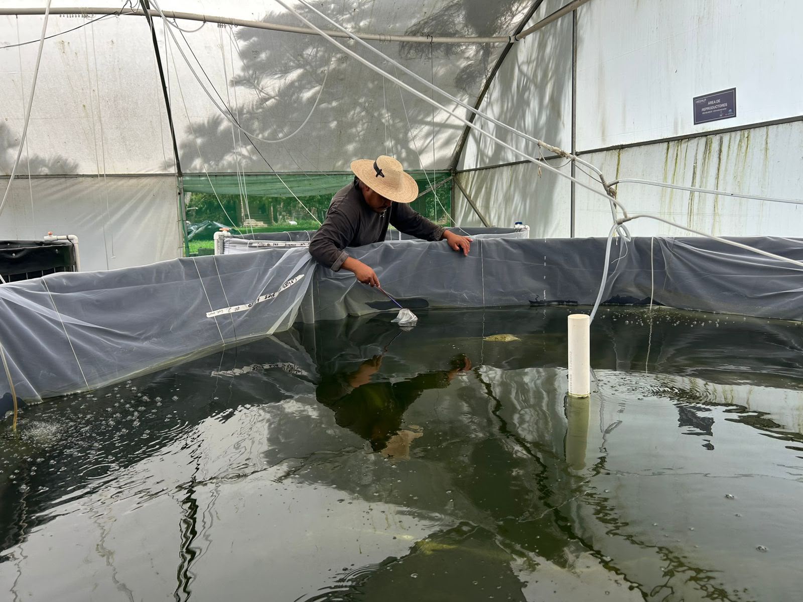 Programa de conservación del lago de Pátzcuaro alcanza los 60 mil peces liberados en el año Programa de conservación del lago de Pátzcuaro alcanza los 60 mil peces liberados en el año