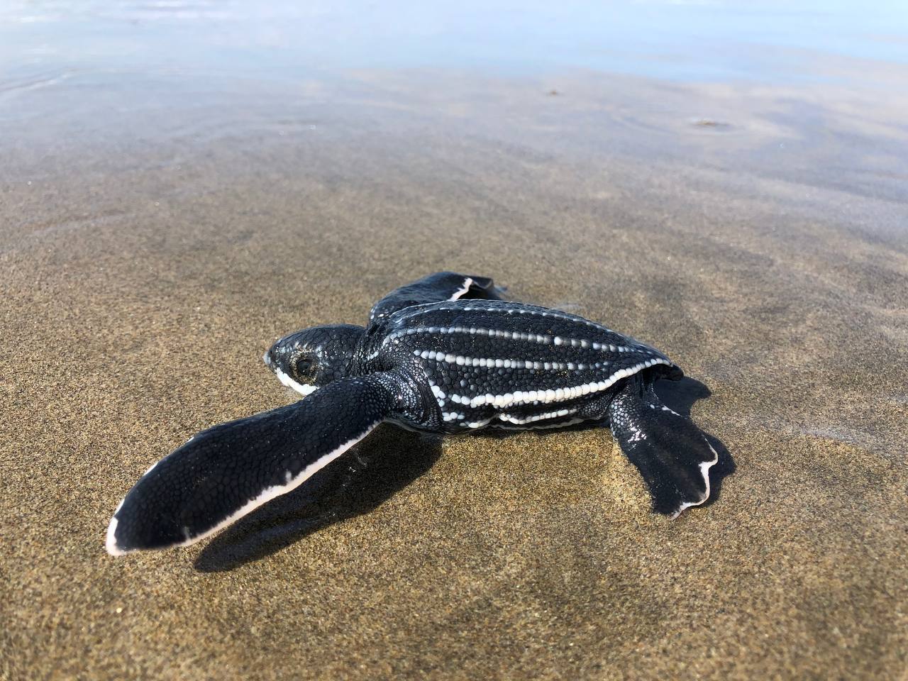 Campamentos tortugueros de Michoacán liberaron casi 5 mil tortugas laúd Campamentos tortugueros de Michoacán liberaron casi 5 mil tortugas laúd