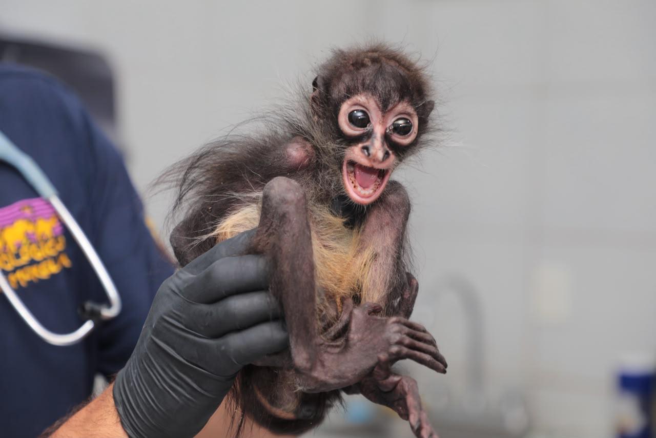 Obtiene FGE vinculación a proceso contra un hombre por maltrato animal y posesión de un mono araña en peligro de extinción