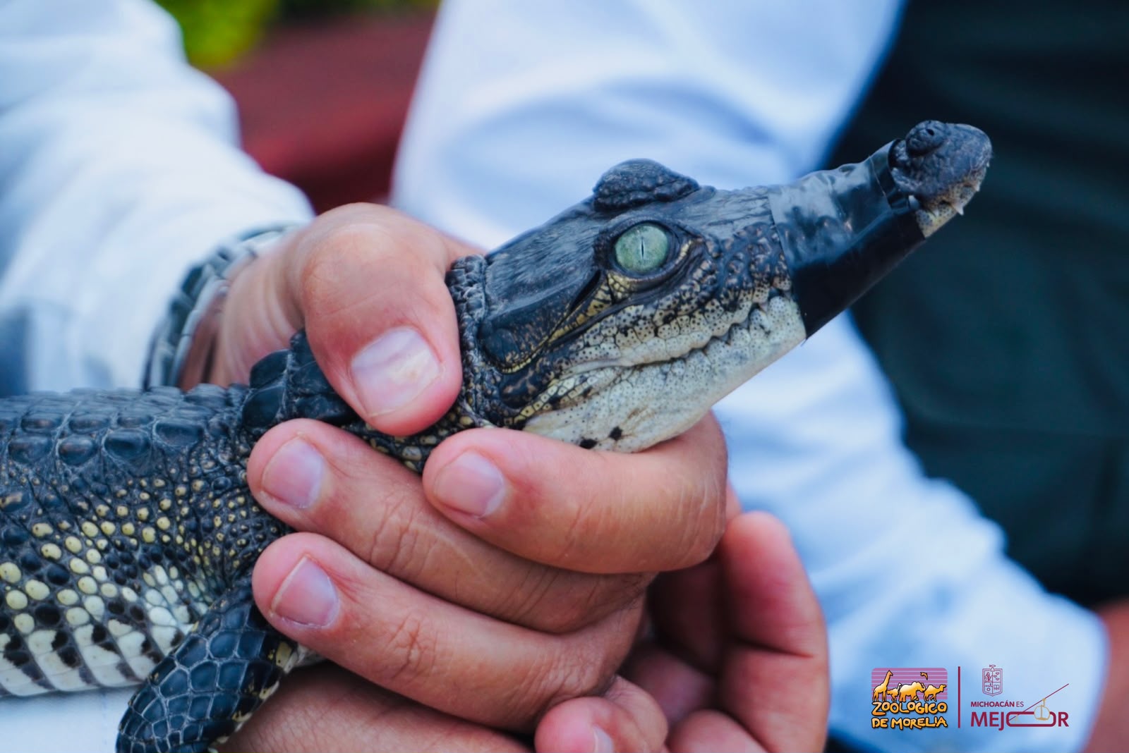Recibe Zoológico de Morelia crías de cocodrilo de pantano y boa constrictora Recibe Zoológico de Morelia crías de cocodrilo de pantano y boa constrictora