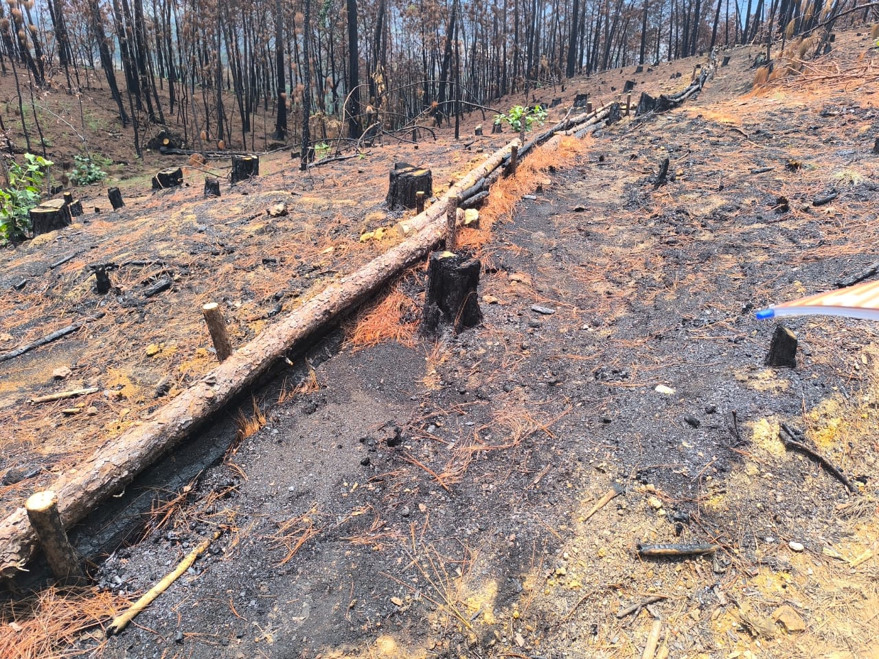 Michoacán restaura suelos forestales en 12 municipios afectados por incendios Michoacán restaura suelos forestales en 12 municipios afectados por incendios