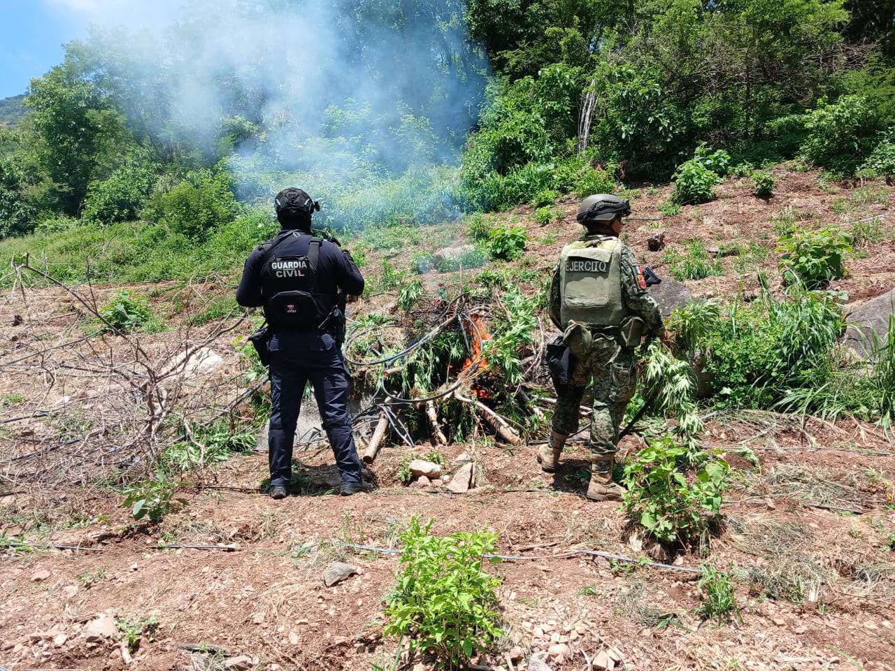 SSP y Defensa localizan e incineran 861 kilos de marihuana en Huetamo
