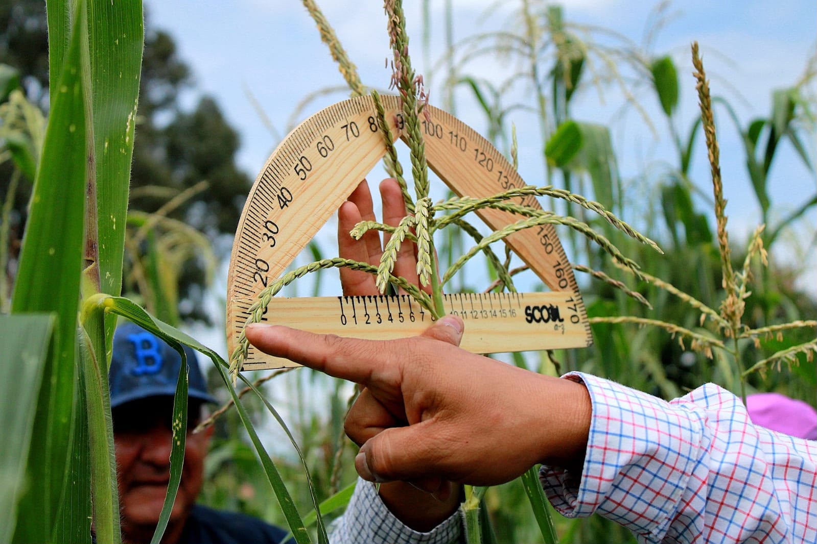 Más de 520 mdp para fortalecer la producción de maíz en Michoacán