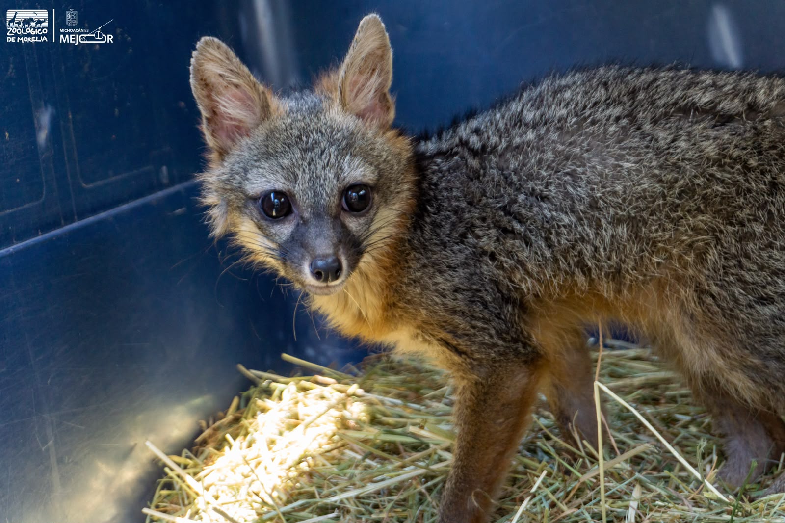 Zorro gris rescatado regresa a su hábitat tras ser rehabilitado por el Zoológico de Morelia Zorro gris rescatado regresa a su hábitat tras ser rehabilitado por el Zoológico de Morelia