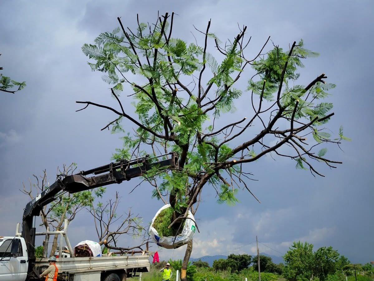 Morebús fortalece la compensación ambiental con la replantación de 50 árboles