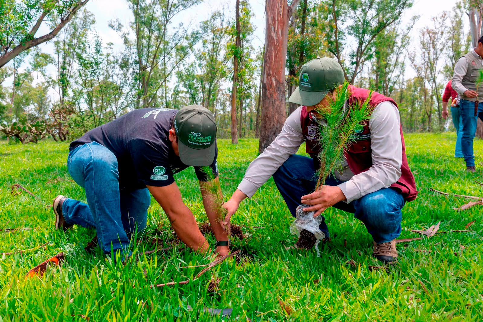 Hoy reforestación de 32 mil árboles en la ruta del Morebús: ARB